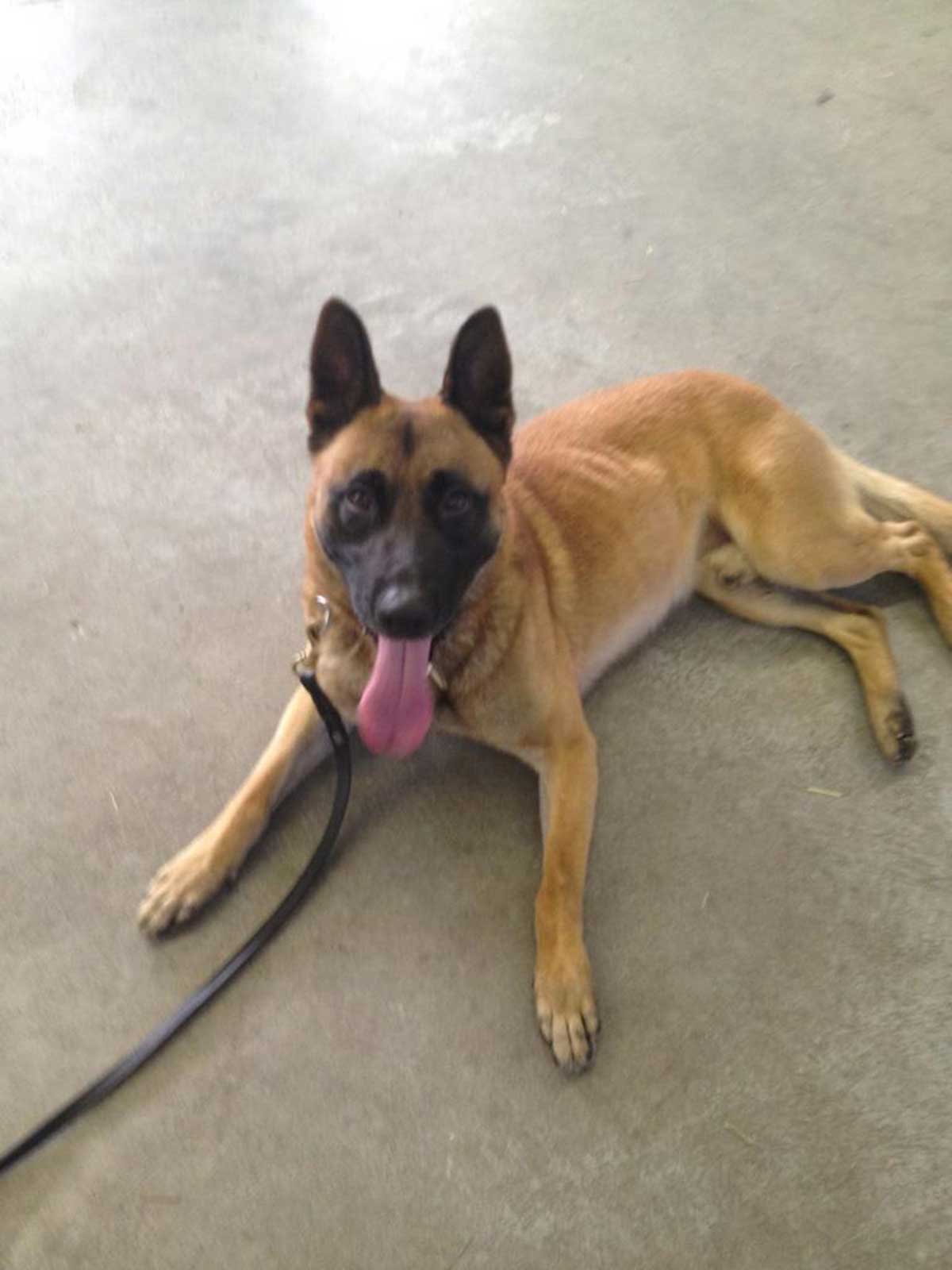 MEET CASTOR MY NEW PROTECTION DOG